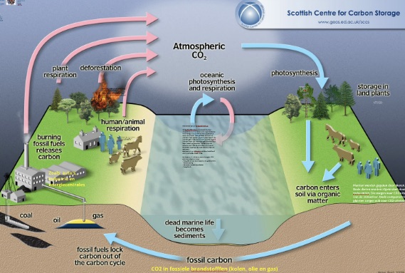 Carbon cycle diagram
