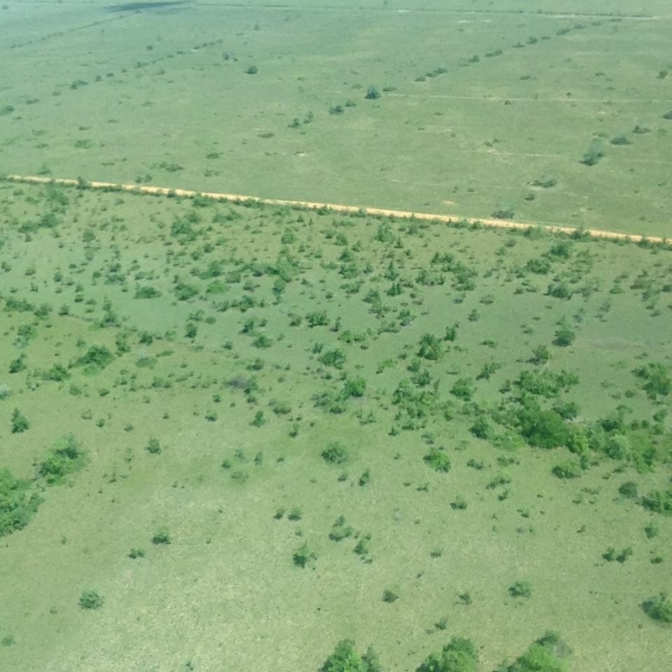 Pennisetum SpM plantation aerial view