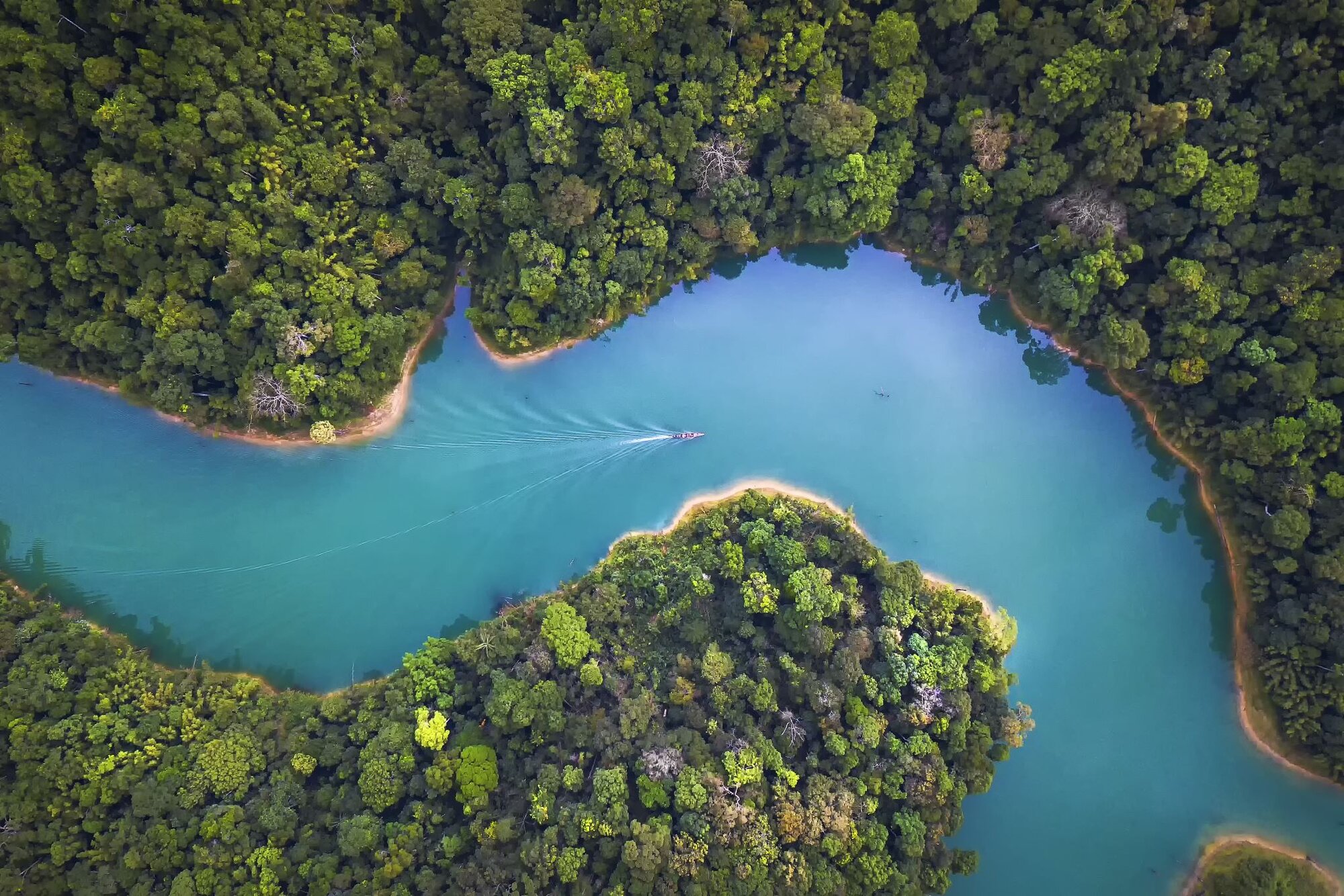 Tropical river and forest