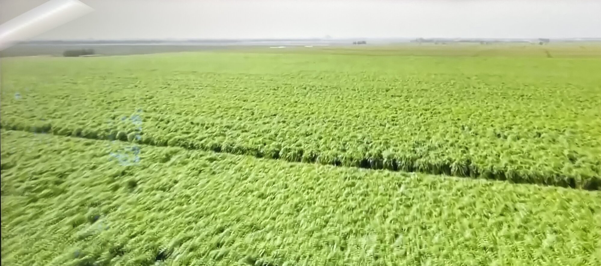 Pennisetum SpM cultivation field